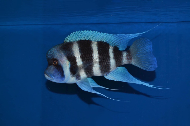 Cyphotilapia gibberosa 'Cape Mpimbwe'